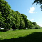 the-avenue-lime-and-beech-trees