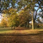 the-avenue-lime-and-beech-trees-internal-in-autumn