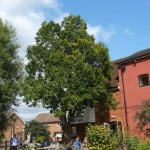 Upright or Cypress Oak (Quercus robur), Maltings cafe copyright Peter Briedgeman