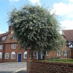 Weeping, willow-leaved or Silver Pear (Pyrus salicifolia), Bridge Square copyright Peter Bridgeman