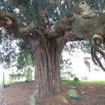 Yew (Taxus baccata), St Andrew's churchyard copyright Peter Bridgeman