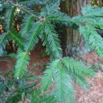 no-31-coast-redwood