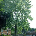 pocket handkerchief tree Gostrey Meadow copyright FTC