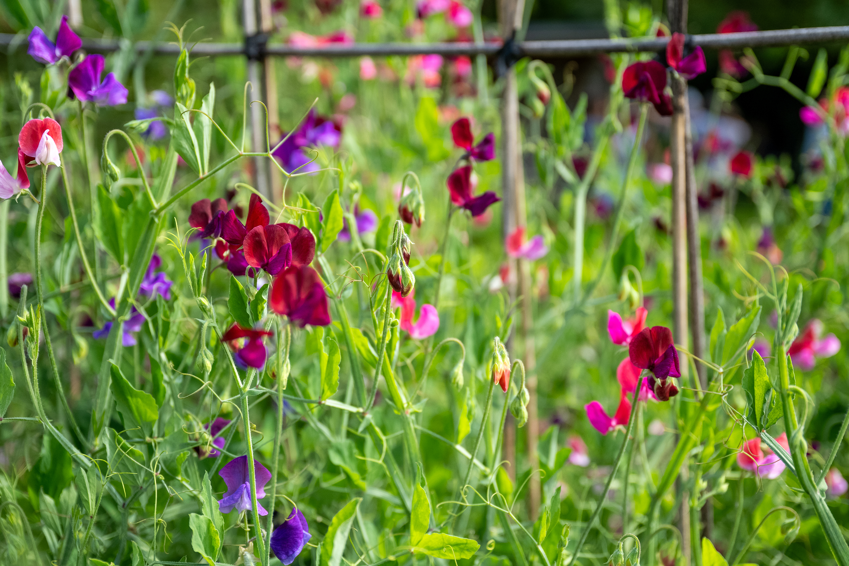 Farnham in Bloom 2024