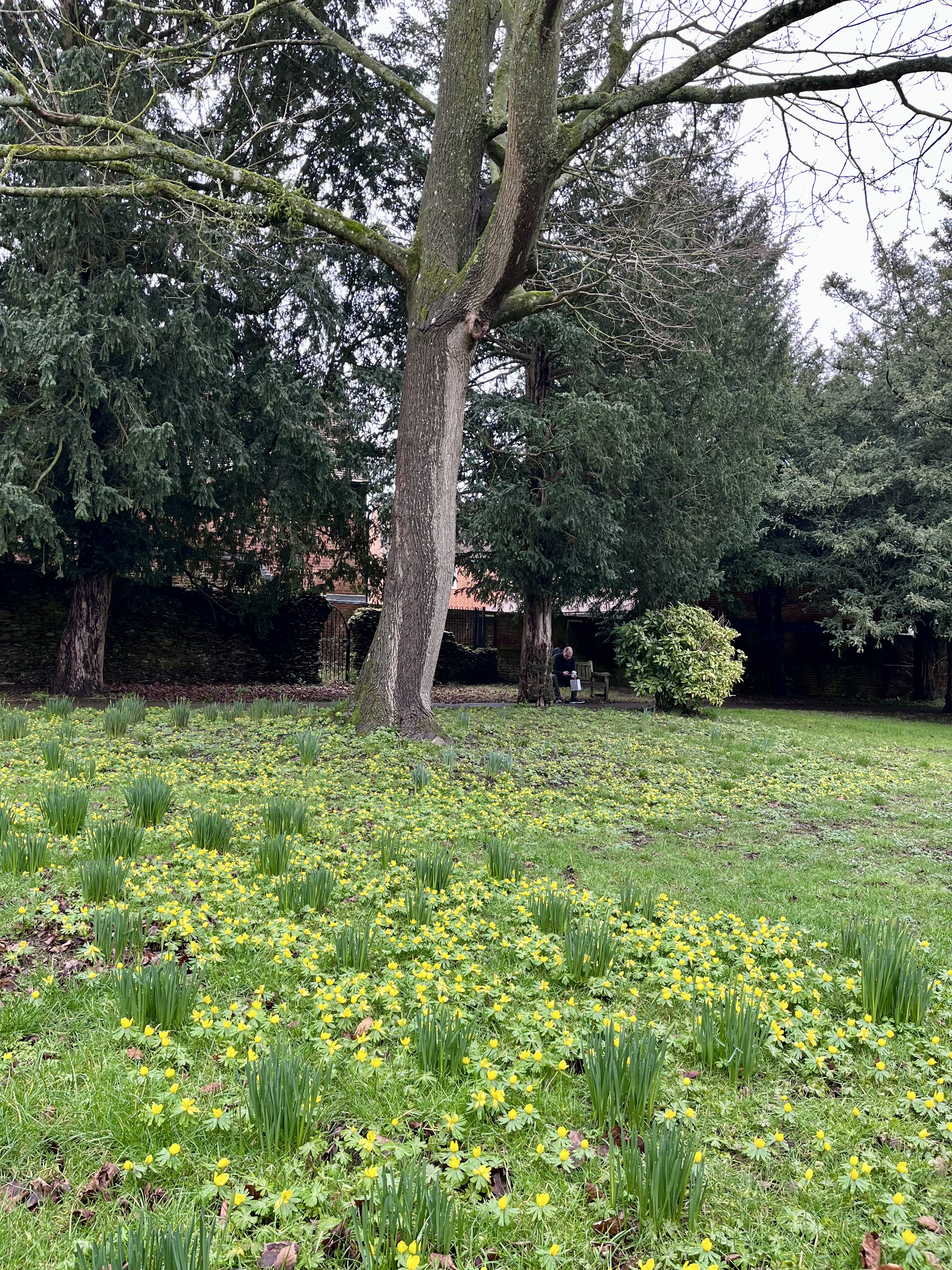 Semi overgrown garden with large tree in the background.