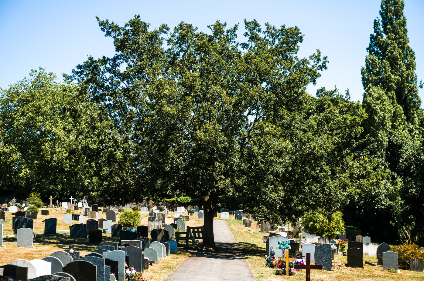 Large tree and headstone at West Street Cemetery