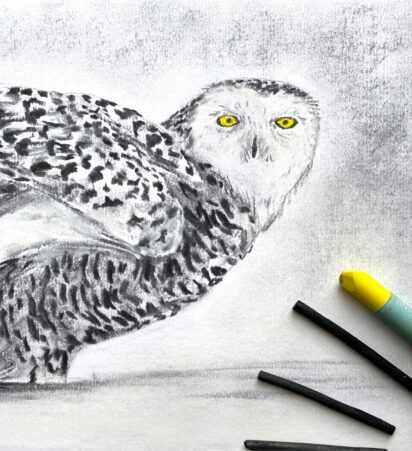 cygnets-art-school-farnham-snowy-owl-in-soft-pastels