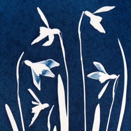 Introduction to Cyanotype