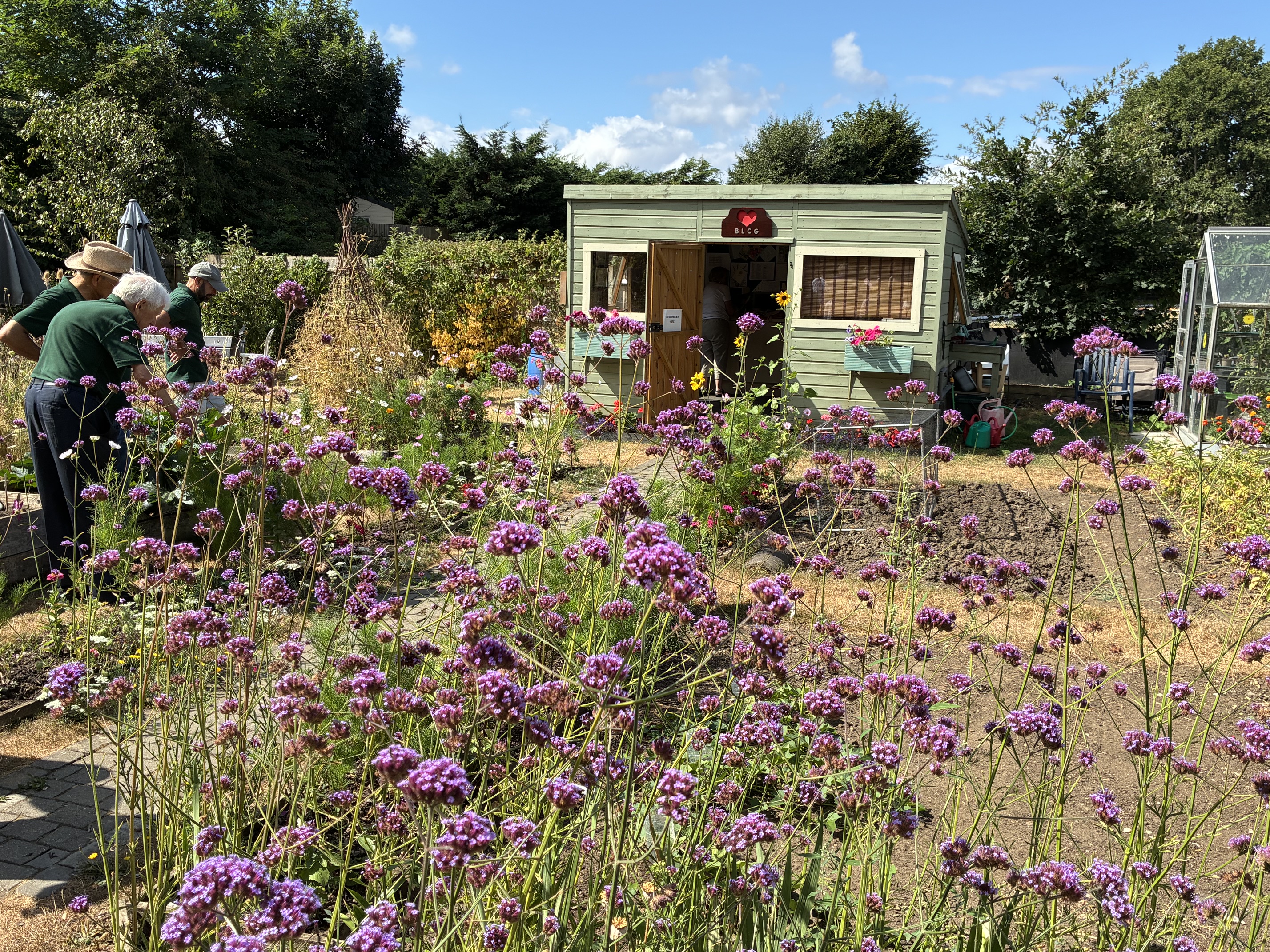 A garden on a summer's day with purple flowers in the foreground, a green shed in the background and a group of volunteers busy in the garden.